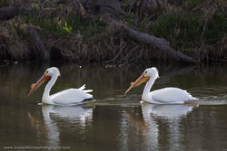 American White Pelican Five