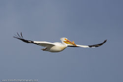 American White Pelican Six