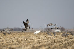 Whooping Cranes, Platte River, Central Nebraska, Cranes, Migration