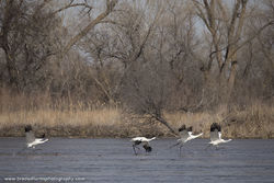 Whooping Cranes, Platte River, Central Nebraska, Cranes, Migration