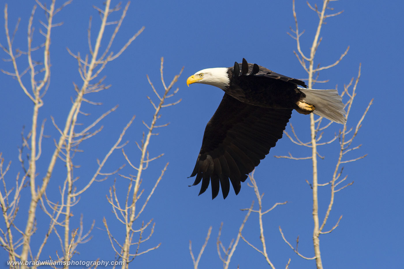 Thomas Jefferson - A majestic bald eagle sits high in a cottonwood tree on a beautiful late winter afternoon.