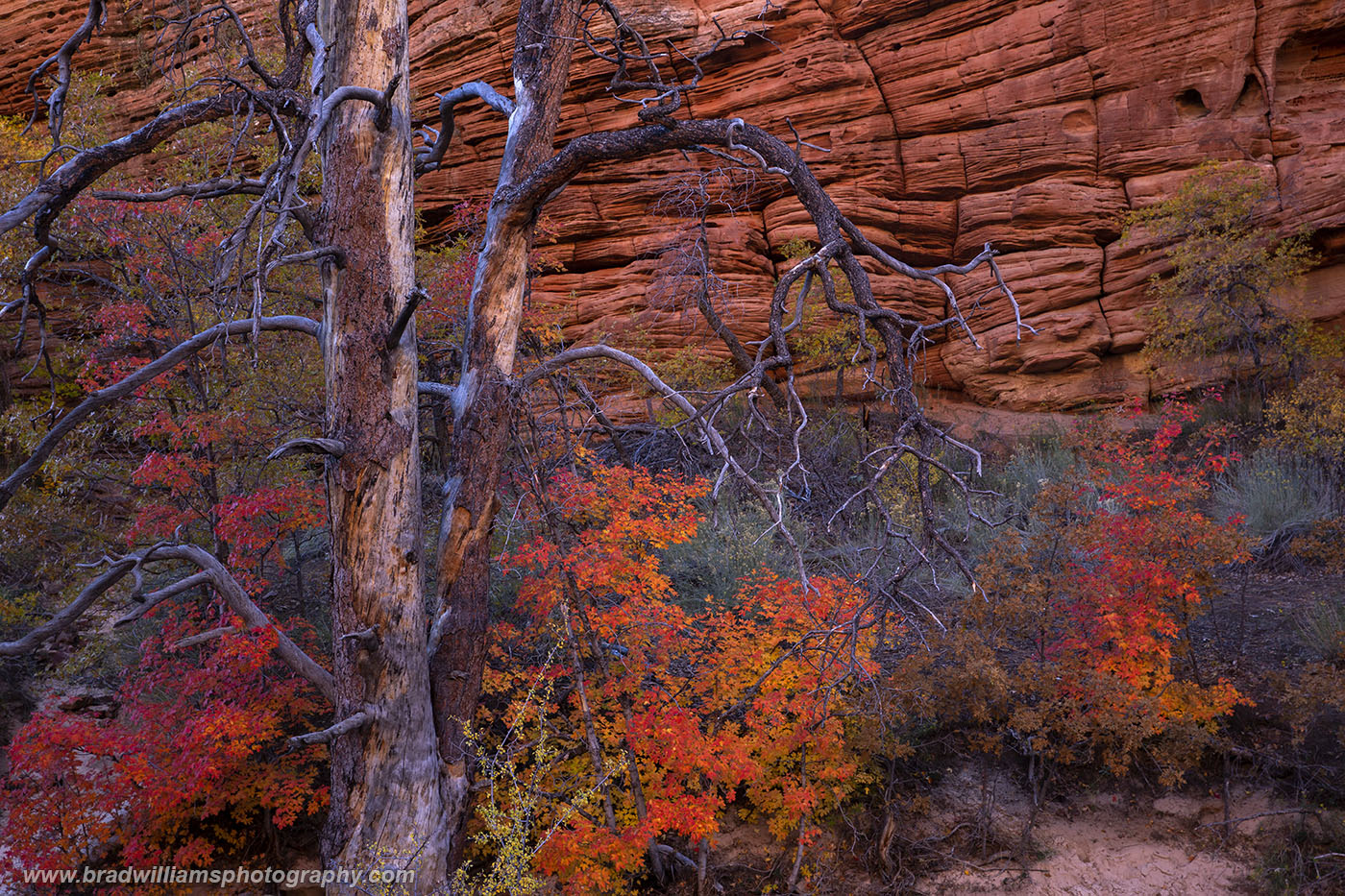 A Ponderosa&nbsp;Pine towers over the maples in a wash in Zion National Park.