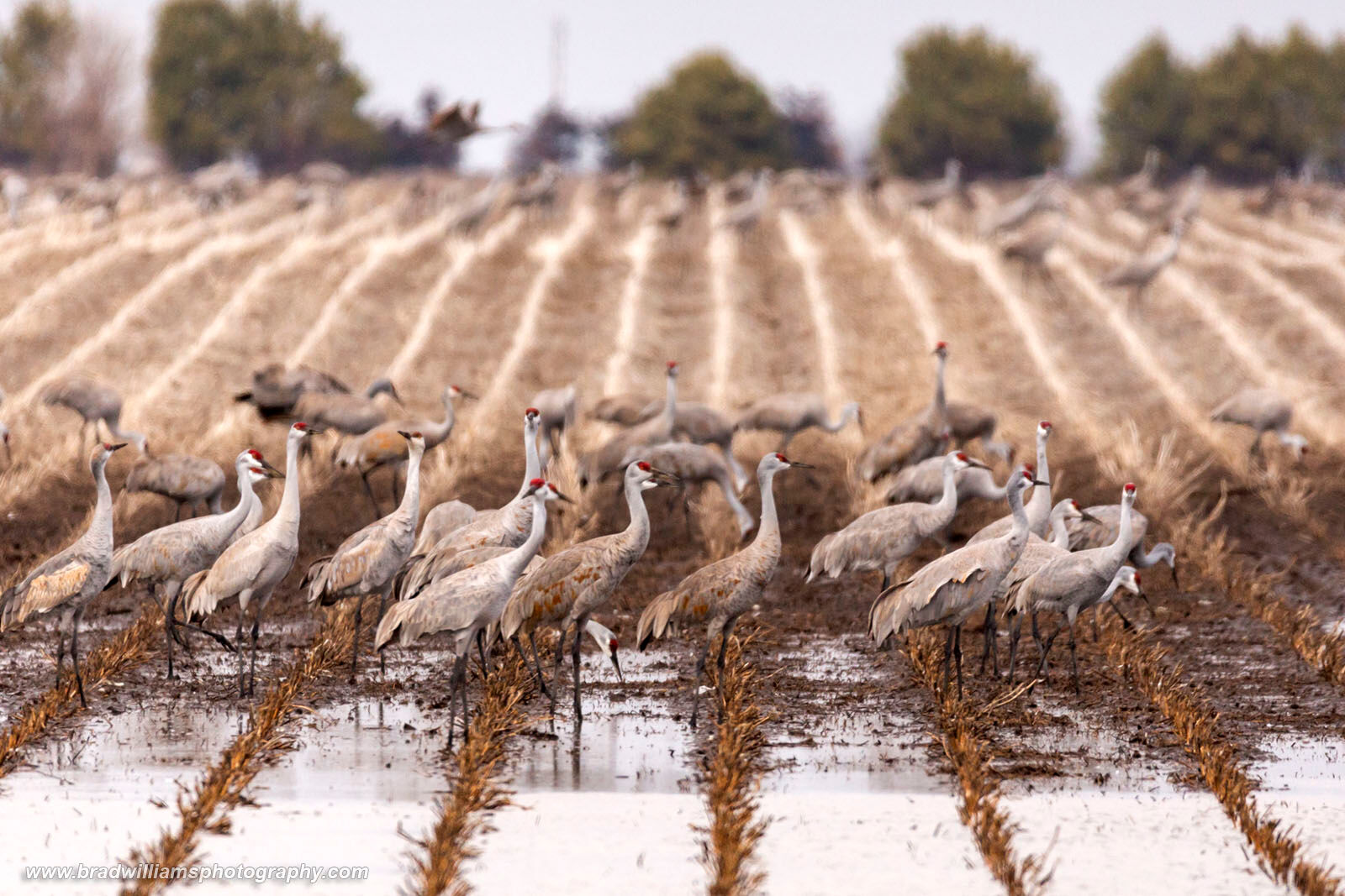 A group of Sandhill Cranes in a flooded corn field.
