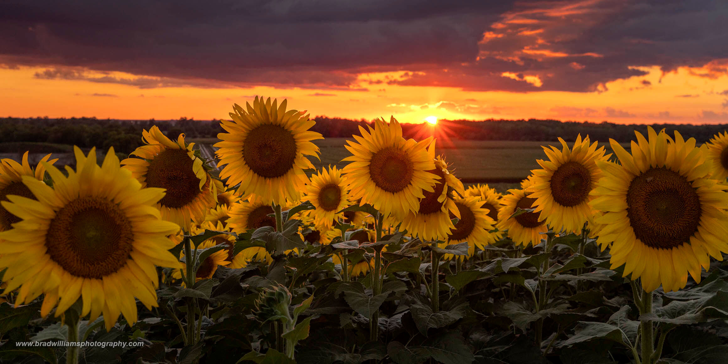 Sunflowers, Elkhorn, Nebraska